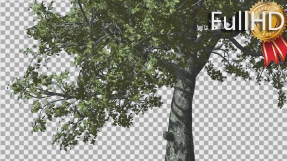 White Oak Trunk And Lower Branches Tree Swaying - Download Videohive 14715206