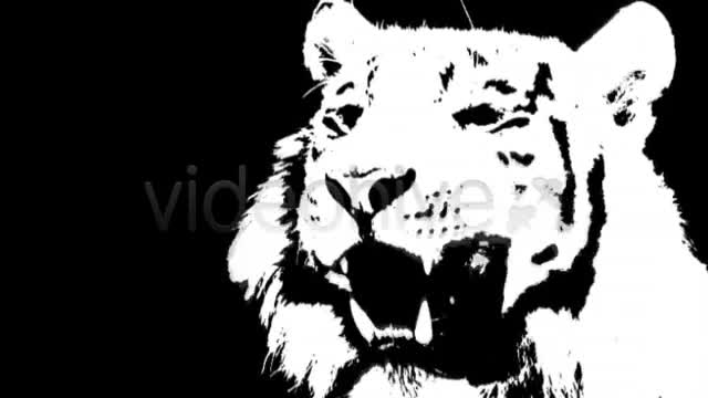 White Tiger Videohive 10507 Motion Graphics Image 1