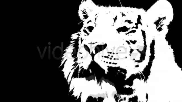 White Tiger Videohive 10507 Motion Graphics Image 4