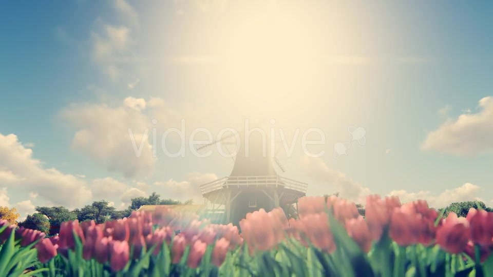 Windmill Tulip Farm Holland - Download Videohive 17718644