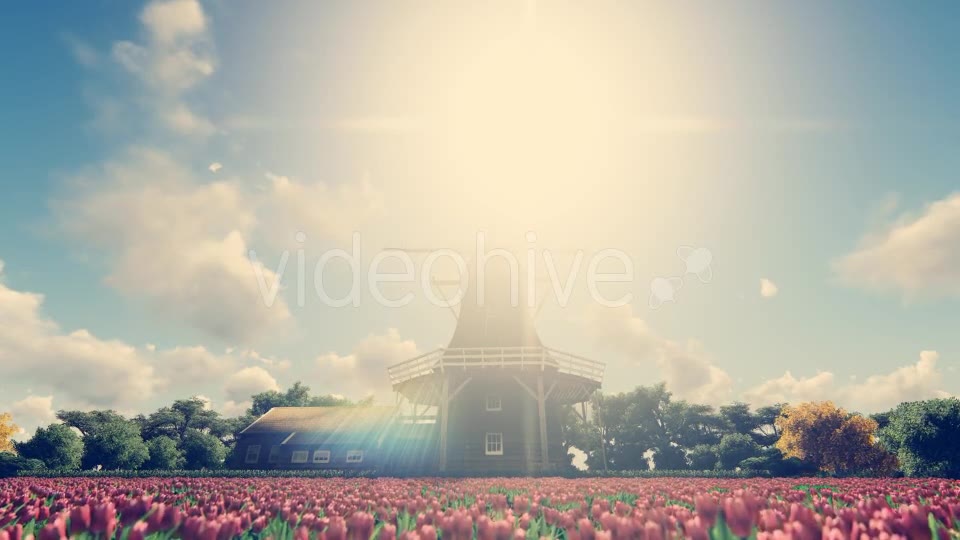 Windmill Tulip Farm Holland - Download Videohive 17718644