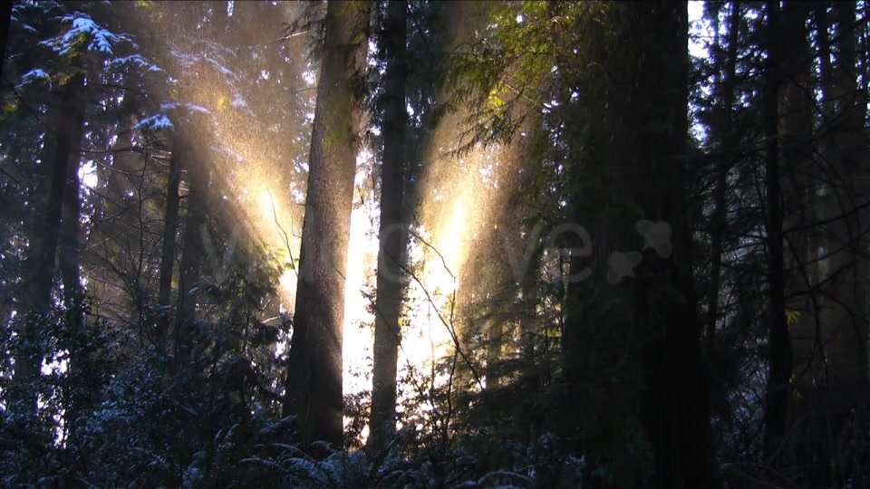 Winter Forest  Videohive 24079 Stock Footage Image 3
