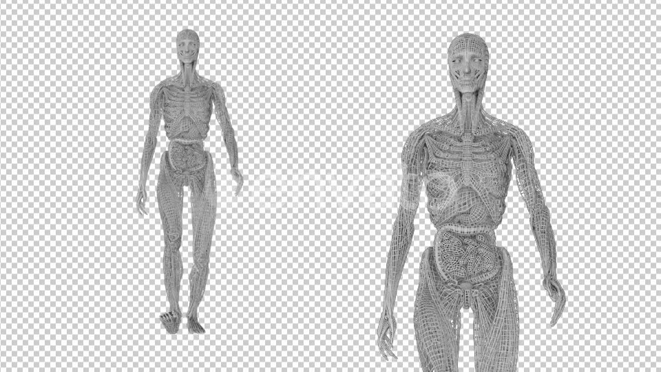 Wired Female Anatomy - Download Videohive 21569525