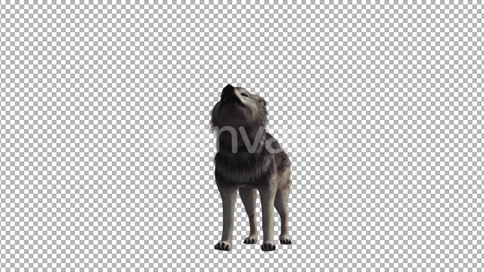 Wolf Howling - Download Videohive 22007964
