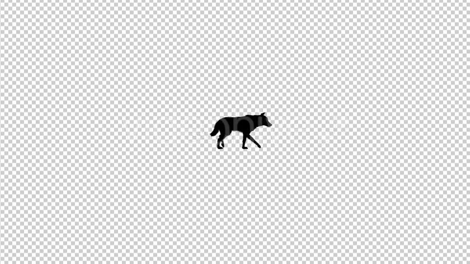 Wolf Silhouette Walk Animation - Download Videohive 20479099