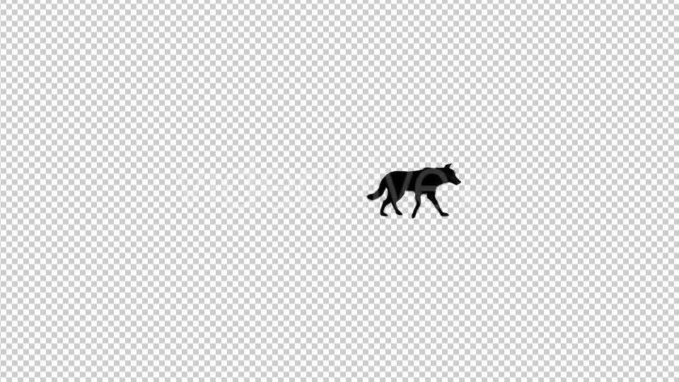 Wolf Silhouette Walk Animation - Download Videohive 20479099