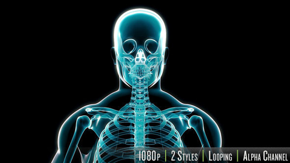 X Ray of Human Skeleton - Download Videohive 11471830