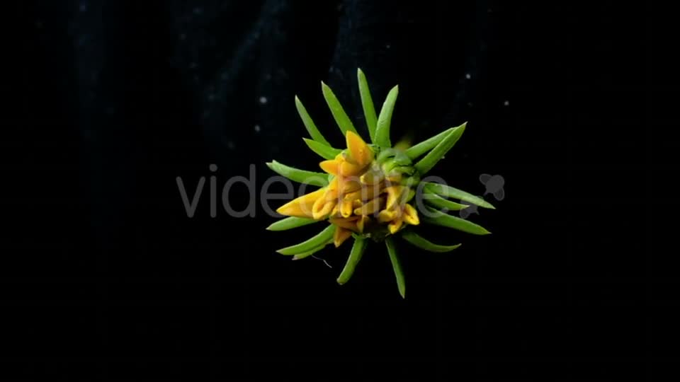 Yellow Flower Blooms  Videohive 18473780 Stock Footage Image 1
