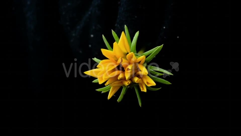 Yellow Flower Blooms  Videohive 18473780 Stock Footage Image 2