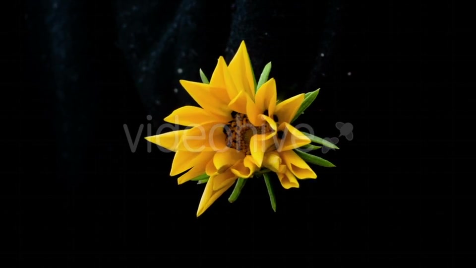 Yellow Flower Blooms  Videohive 18473780 Stock Footage Image 3