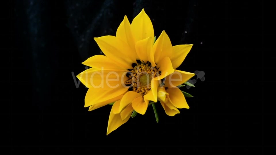Yellow Flower Blooms  Videohive 18473780 Stock Footage Image 4