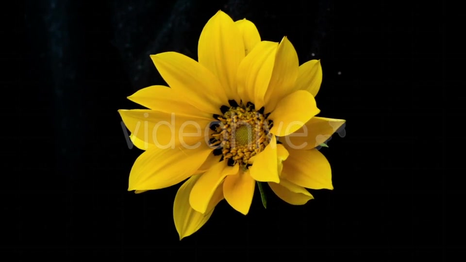 Yellow Flower Blooms  Videohive 18473780 Stock Footage Image 5