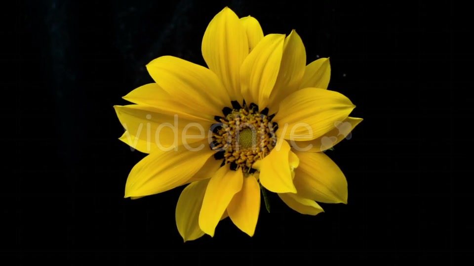 Yellow Flower Blooms  Videohive 18473780 Stock Footage Image 6