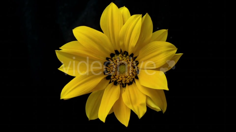 Yellow Flower Blooms  Videohive 18473780 Stock Footage Image 7