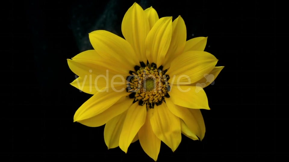 Yellow Flower Blooms  Videohive 18473780 Stock Footage Image 8