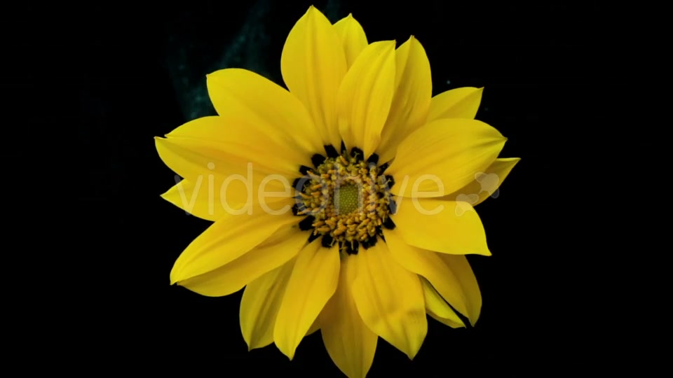 Yellow Flower Blooms  Videohive 18473780 Stock Footage Image 9
