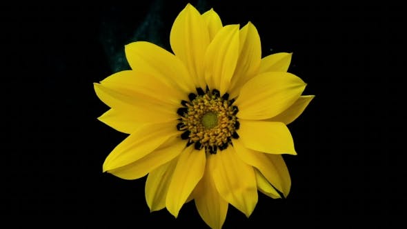 Yellow Flower Blooms  - Videohive Download 18473780