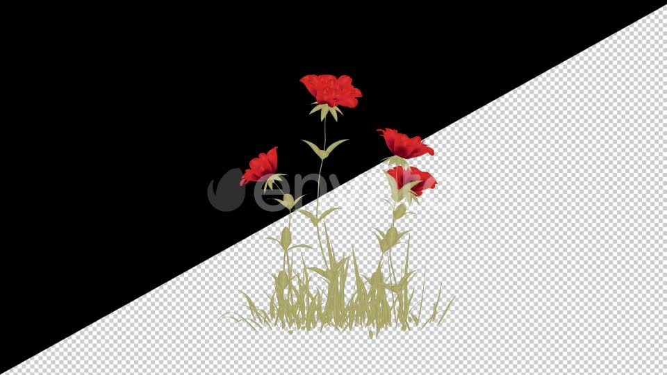 2D Cartoon Roses Pack Videohive 24579194 Motion Graphics Image 11