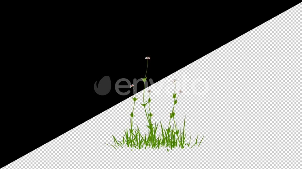 2D Cartoon Roses Pack Videohive 24579194 Motion Graphics Image 4