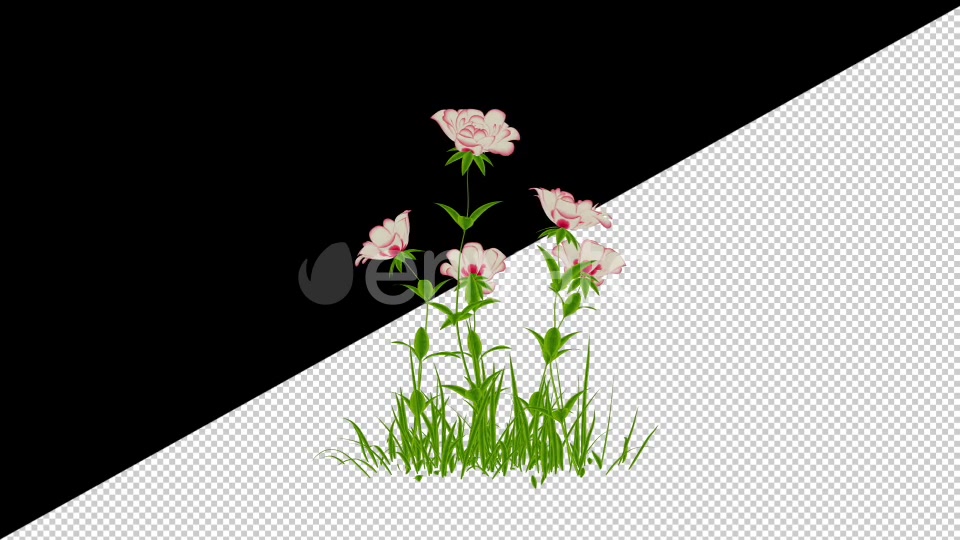 2D Cartoon Roses Pack Videohive 24579194 Motion Graphics Image 5