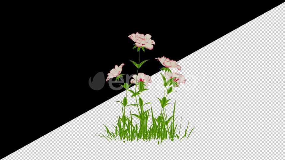 2D Cartoon Roses Pack Videohive 24579194 Motion Graphics Image 6