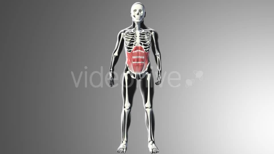 3D Abdominal Muscles Videohive 20884037 Motion Graphics Image 1