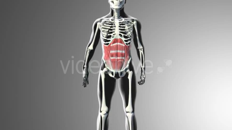 3D Abdominal Muscles Videohive 20884037 Motion Graphics Image 2