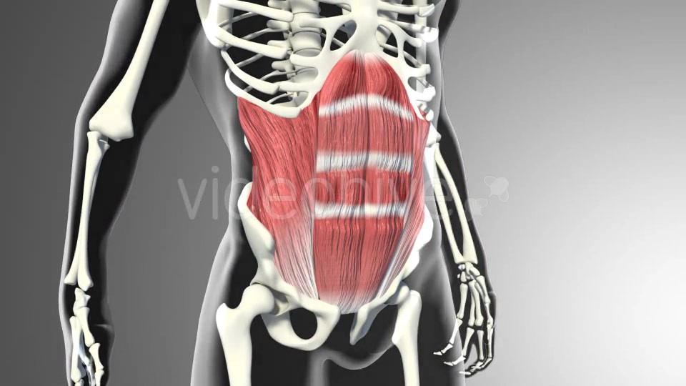 3D Abdominal Muscles Videohive 20884037 Motion Graphics Image 5