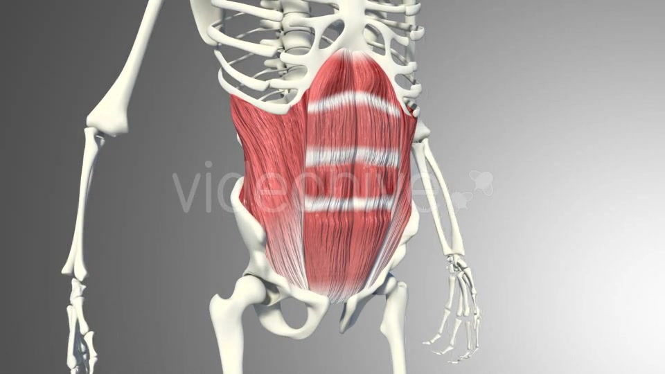 3D Abdominal Muscles Videohive 20884037 Motion Graphics Image 6