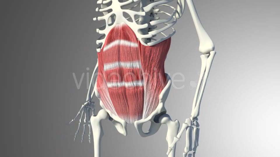 3D Abdominal Muscles Videohive 20884037 Motion Graphics Image 9