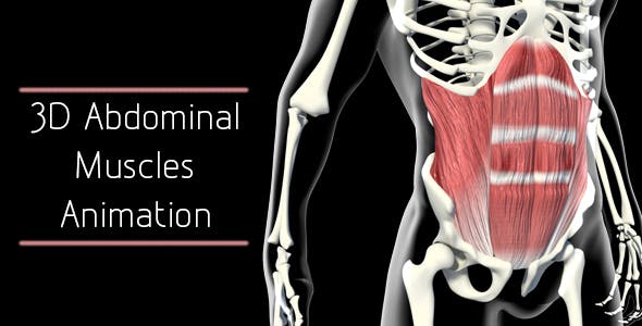 3D Abdominal Muscles - Videohive Download 20884037