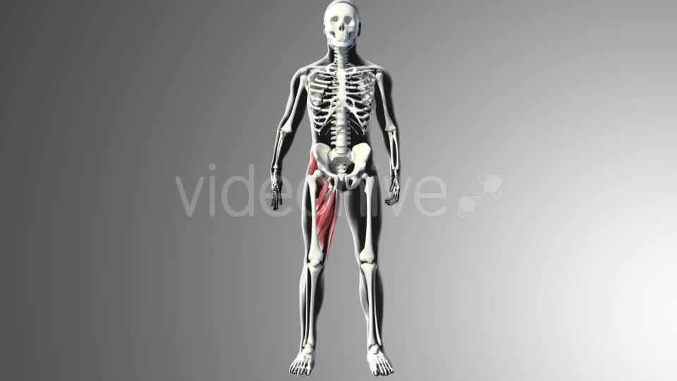 3D Adductor Muscles Videohive 20884560 Motion Graphics Image 1
