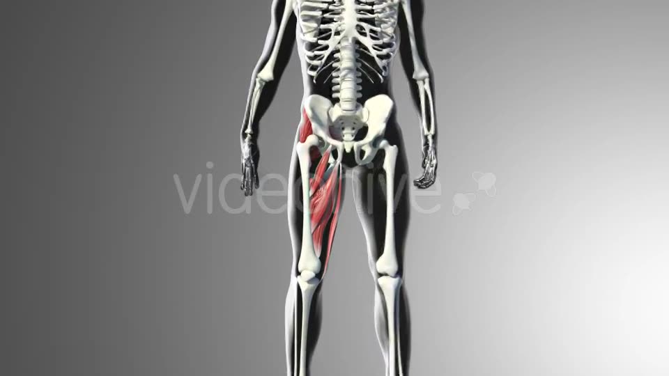 3D Adductor Muscles Videohive 20884560 Motion Graphics Image 2