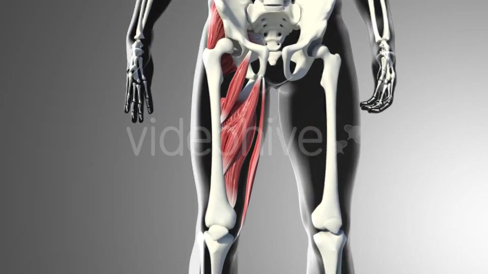 3D Adductor Muscles Videohive 20884560 Motion Graphics Image 3