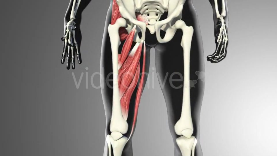 3D Adductor Muscles Videohive 20884560 Motion Graphics Image 4