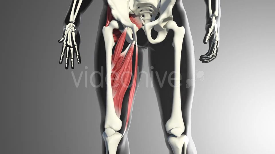 3D Adductor Muscles Videohive 20884560 Motion Graphics Image 5