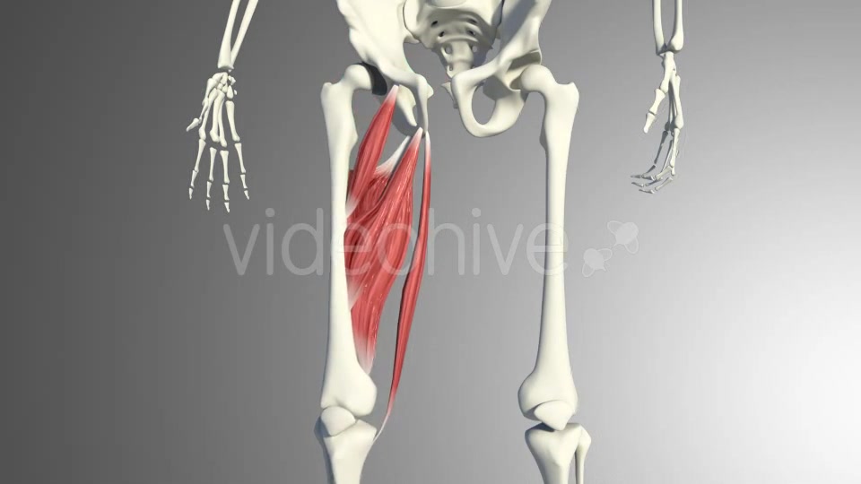 3D Adductor Muscles Videohive 20884560 Motion Graphics Image 6
