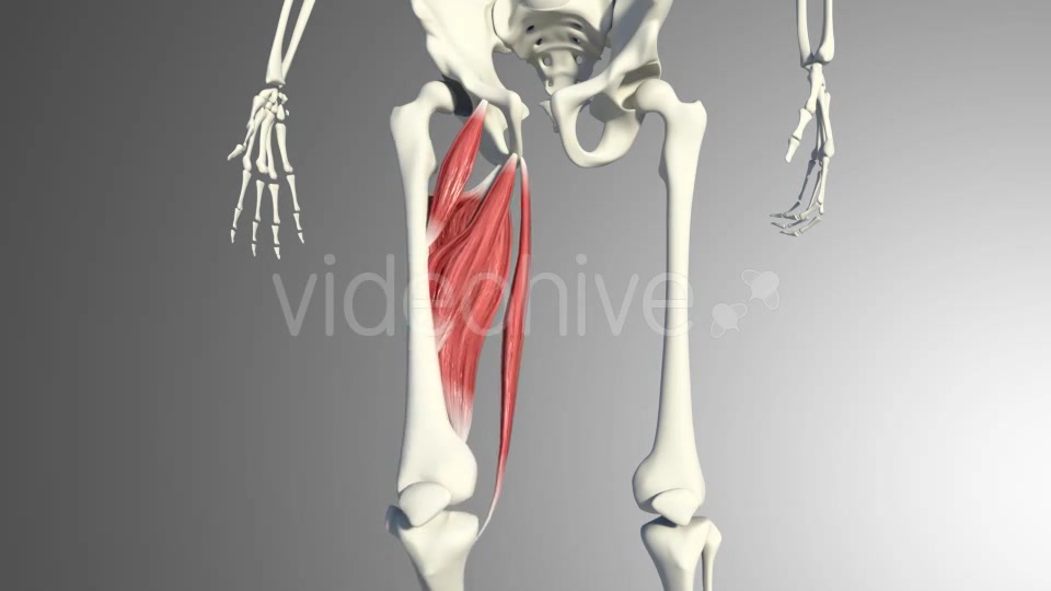 3D Adductor Muscles Videohive 20884560 Motion Graphics Image 7