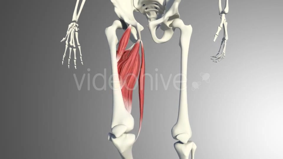 3D Adductor Muscles Videohive 20884560 Motion Graphics Image 8