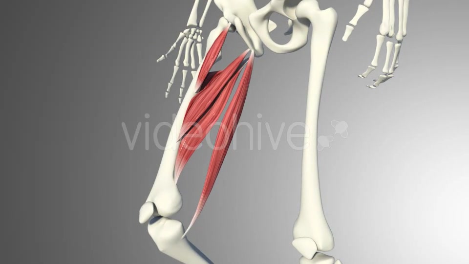 3D Adductor Muscles Videohive 20884560 Motion Graphics Image 9
