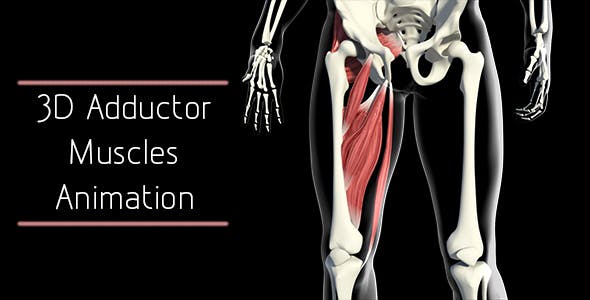 3D Adductor Muscles - Download 20884560 Videohive