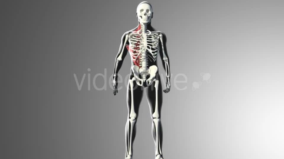 3D Back Muscles Videohive 20895295 Motion Graphics Image 1