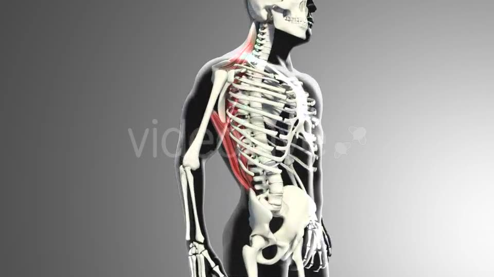 3D Back Muscles Videohive 20895295 Motion Graphics Image 2