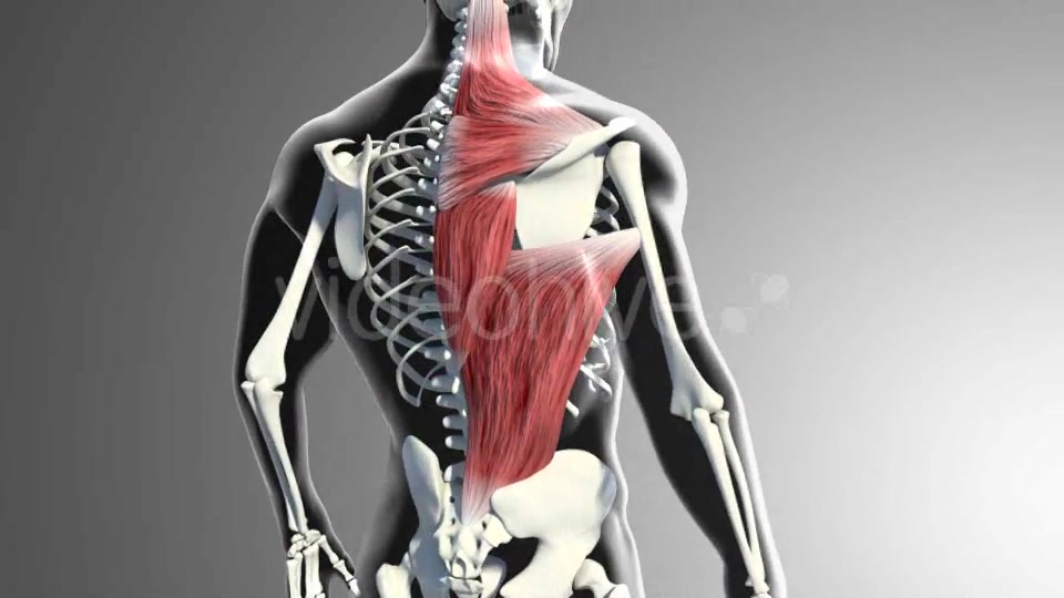 3D Back Muscles Videohive 20895295 Motion Graphics Image 3
