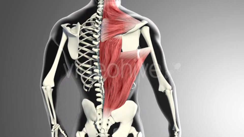 3D Back Muscles Videohive 20895295 Motion Graphics Image 4