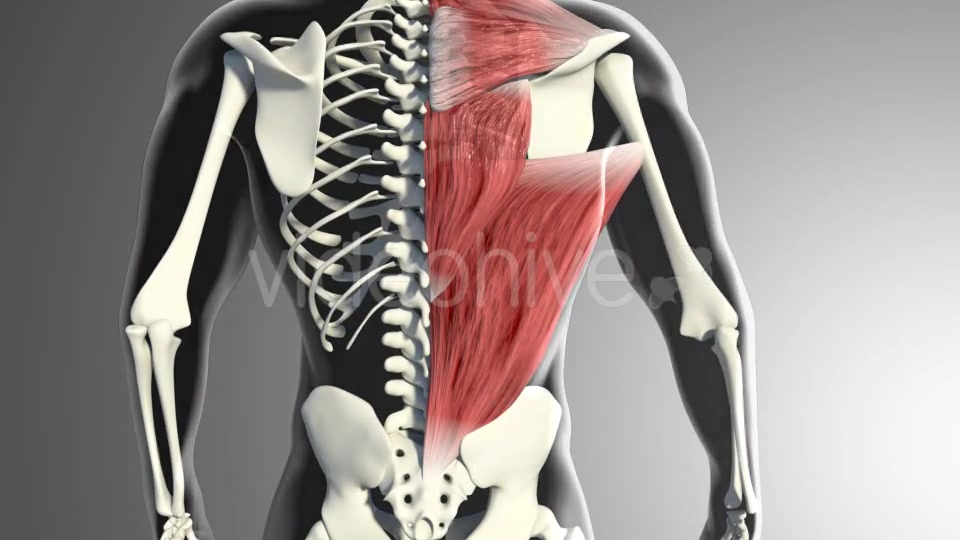 3D Back Muscles Videohive 20895295 Motion Graphics Image 5