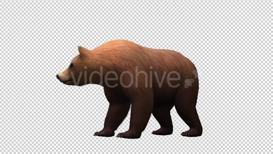 3D Bear 2 Videohive 20581237 Motion Graphics Image 1