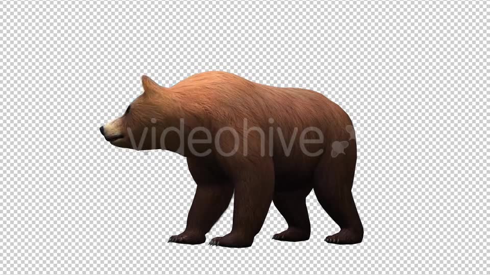 3D Bear 2 Videohive 20581237 Motion Graphics Image 2