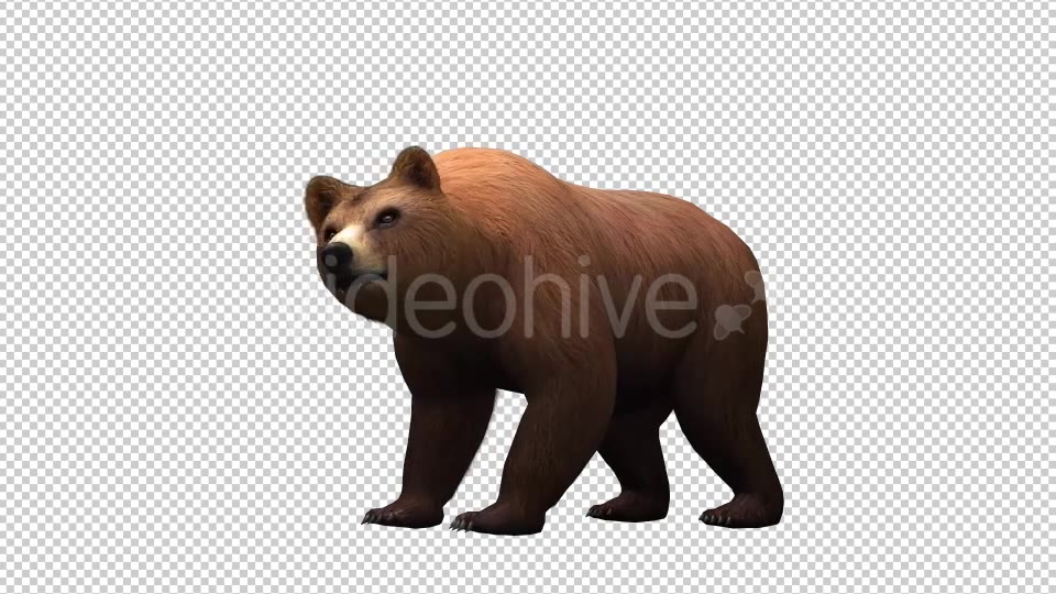 3D Bear 2 Videohive 20581237 Motion Graphics Image 3