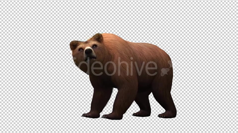 3D Bear 2 Videohive 20581237 Motion Graphics Image 4